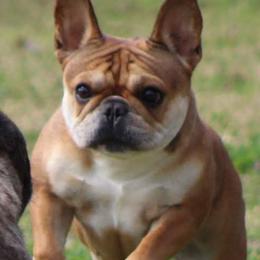 Jolene - French Bulldog