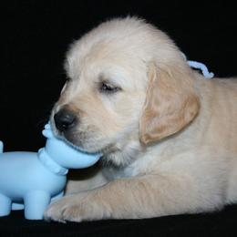 Golden Retrievers from Mapleleaf Goldens