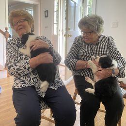 Australian Shepherd Puppies from Wild Atlantic  Aussies