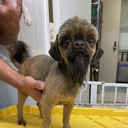 Rhett - Shih Tzu