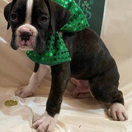 Johnny Cash - Brindle Boxer puppy in Willard, North Carolina from Boone’s Boxers of North Carolina