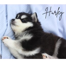 Pomsky Puppies from Proper Rose Pomskies