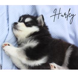 Pomsky Puppies from Proper Rose Pomskies