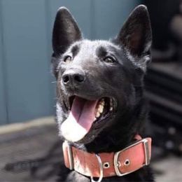 Wakanda - Belgian Malinois