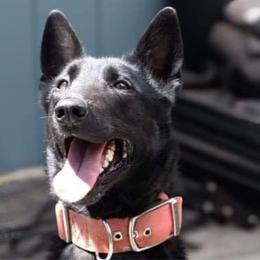 Wakanda - Belgian Malinois