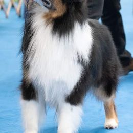 Australian Shepherds from Integrity Australian Shepherds