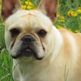 Bulldogs and French Bulldogs from Sweet N Lo Bulldogs
