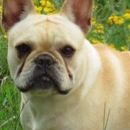 Bulldogs and French Bulldogs from Sweet N Lo Bulldogs