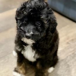 Grey collar toy - Black tri-color male Aussiedoodle puppy in 32046, Florida from River Hill Ranch