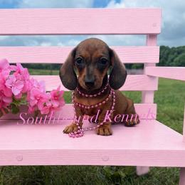 Abby - Red female Dachshund puppy in Leoma, Tennessee from Southbound Kennel