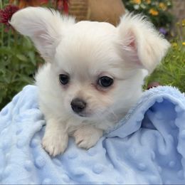 Avery - Cream and white male Chihuahua puppy in Oklahoma City, Oklahoma from Savvy Chihuahuas of Oklahoma