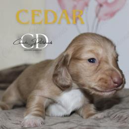 Cedar - Dapple male Dachshund puppy in Huntington, Texas from Camacho_Dachshunds