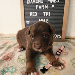 Pink - Red tri-color male Australian Shepherd puppy in Camp Verde, Arizona from Diamond Pines Farm