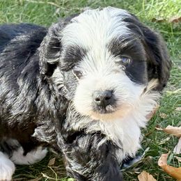 Hera - Black and white female Bernedoodle puppy in Larimer County, Colorado from Puppy Love Doodles