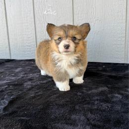 Sedona - Black and tan female Pembroke Welsh Corgi puppy in Mc Cammon, Idaho from Sunny J Corgis and Mini Americans