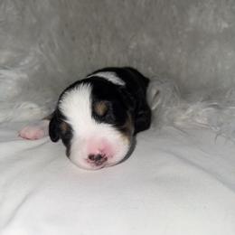Poppy - Black tri-color female Australian Shepherd puppy in Mesa, Arizona from Four Peaks Aussies