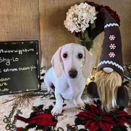 Shylo - Dachshund