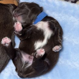 Miniature Schnauzer Puppies from Swedenburg Schnauzers