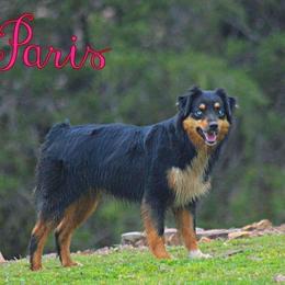 Paris - Miniature Australian Shepherd
