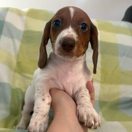 Heath - Piebald female Dachshund puppy in Nampa, Idaho from Treasure Valley Dachshunds