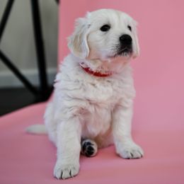 Golden Retriever Puppies from MYSnowAngels