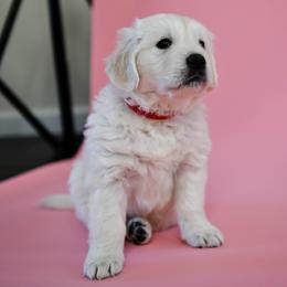 Golden Retriever Puppies from MYSnowAngels