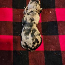 Chocolate chip - Dapple male Dachshund puppy in Ashland, Mississippi from Hope's pups