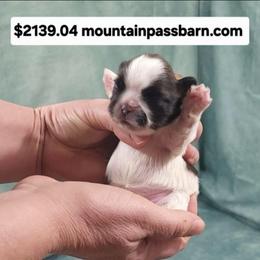 AKC tiny Jill - Gold and white female Shih Tzu puppy in Troutville, Virginia from Mountain Pass Barn