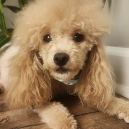 Poodles from Cox Poodles