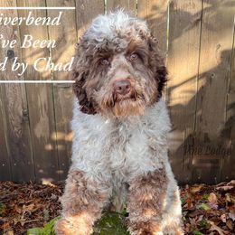 Hadley - Australian Labradoodle