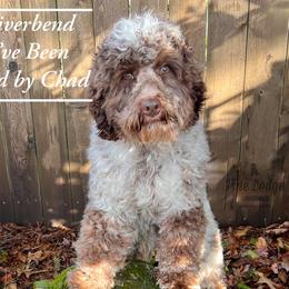 Hadley - Australian Labradoodle