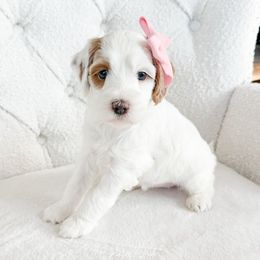 Bay - Parti female Goldendoodle puppy in Sterling, Illinois from Charley's Goldendoodles