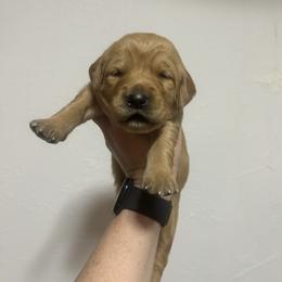Pendleton (black) - Dark golden male Golden Retriever puppy in Bynum, Montana from Summit Canine Breeding
