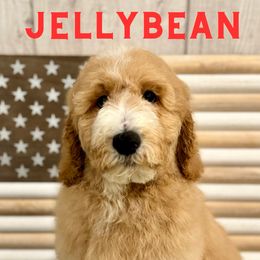 Jellybean - Apricot Goldendoodle puppy in Houston, Texas from Golden Life Doodles