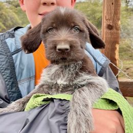 Wirehaired Pointing Griffon Puppies from Rocking S Griffons