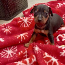 Video Major - Black and rust male Miniature Pinscher puppy in Eatonton, Georgia from TNT Puppies
