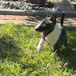 Pretty - Brindle female Miniature Bull Terrier puppy in Los Angeles, California from Triumph Miniature Bull Terriers