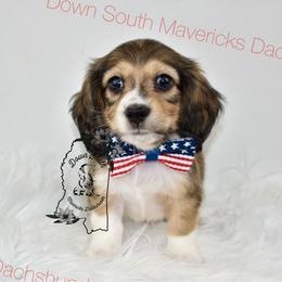Shaded cream pie - Piebald male Dachshund puppy in Seminary, Mississippi from Down South Mavericks Dachshunds