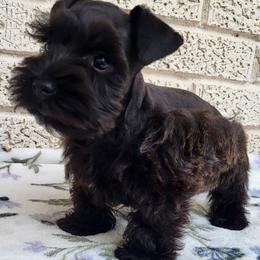 Boy 3 - Salt and pepper male Miniature Schnauzer puppy in Crestview, Florida from Mert's Creek Miniature Schnauzers