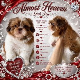 Red and white - Red and white male Shih Tzu puppy in Dallas, Texas from Almost Heaven Shih Tzu