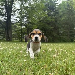 Lily - Black tan and white female Beagle puppy in St. Cloud, Minnesota from Beagle Blessings