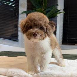 Ovi - Brown and white male Cockapoo puppy in Queens, New York from The 2 Musketeers_Cockapoos