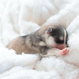River - Sable and white female Siberian Husky puppy in Bly, Oregon from Hill Top Huskies