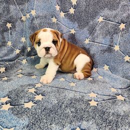Maple - Red and white female Bulldog puppy in Hillsdale County, Michigan from KZ Bullies LLC