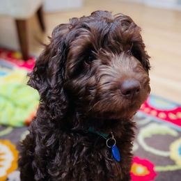 Australian Labradoodles from Kenmore Labradoodles