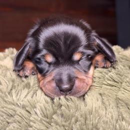 Sprout - Black and tan male Dachshund puppy in Washburn, Tennessee from Clinch Mountain Dachshunds