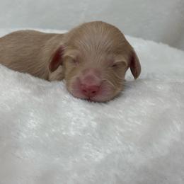 Lemon - Cream male Dachshund puppy in Murrieta, California from Dash of Love