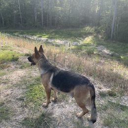 Nikki - German Shepherd