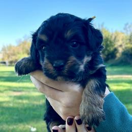 Charlie Brown - Tri-color male Bernedoodle puppy in Lancaster, Missouri from Cavapoo Acres