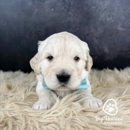 Brew - White male Companion Cross puppy in Utah County, Utah from Big Hearted Breeders